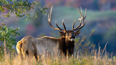 West Virginia’s restored elk herd is finally roaming farther; here’s how a conservation comeback is changing the landscape