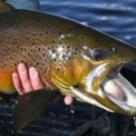 In 2003, crews began removing non-native fish from the Grand Canyon; by 2006 rainbow trout’s share of the catch had fallen from about 90% to under 10%