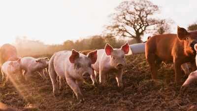 In 1807, pigs were released on New Zealand’s Auckland Islands as food for castaways; 192 years later, 17 were rescued before the feral population was eradicated
