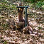 Pine martens vanished from England for a century; locals built den boxes and set up cameras to track their return, now four kits have been spotted |