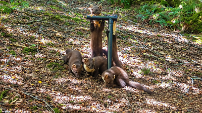 Pine martens vanished from England for a century; locals built den boxes and set up cameras to track their return, now four kits have been spotted |