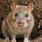 In 2011, up to 30,000 rats were eradicated from Palmyra Atoll; five years later native tree seedlings jumped from fewer than 150 to more than 7,700