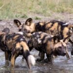Three African wild dog brothers left their Zambian pack in 2025; eight months later, they had travelled 4,126 km, the longest recorded dispersal by an African mammal