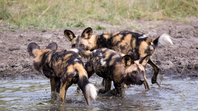 Three African wild dog brothers left their Zambian pack in 2025; eight months later, they had travelled 4,126 km, the longest recorded dispersal by an African mammal