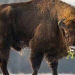 In 1987, Kansas brought 30 bison back to Konza Prairie; 29 years later, native plant richness had risen 103% locally and 86% across catchments