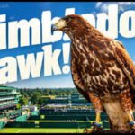 Every Wimbledon morning for the past 18 years, a trained hawk named Rufus has been released to fly over the grounds. His only job: scare away pigeons before play begins | International Sports News