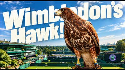 Every Wimbledon morning for the past 18 years, a trained hawk named Rufus has been released to fly over the grounds. His only job: scare away pigeons before play begins | International Sports News