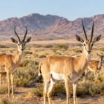 Saudi Arabia released 313 desert gazelles; 20 years later, both species had established in a vast protected desert | World News