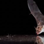 Scientists covered bat drinking pools with clear plastic; 11 bat species tried to drink from the fake water﻿ |