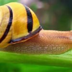 Scientists discover how snails turn mucus into five different materials using calcium, collagen VI and changing protein levels |