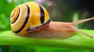 Scientists discover how snails turn mucus into five different materials using calcium, collagen VI and changing protein levels |
