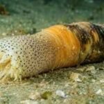 Scientists discover sea creature near Israel that regrows a complete body after being cut into pieces within just 30-40 days |
