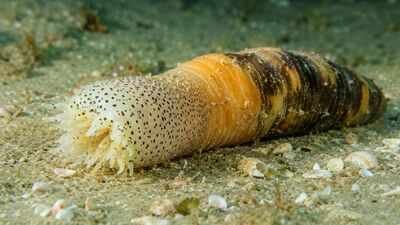 Scientists discover sea creature near Israel that regrows a complete body after being cut into pieces within just 30-40 days |