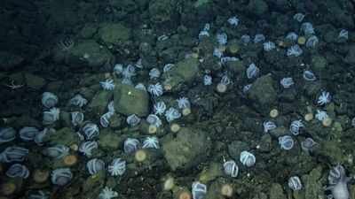 Scientists discovered an underwater city of 20,000 octopus nests deep inside California coast; largest known nursery on the planet