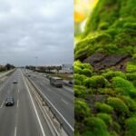 Scientists hung clean moss beside three Russian highways, and the plants began collecting metals linked to traffic pollution﻿ |