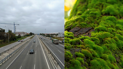 Scientists hung clean moss beside three Russian highways, and the plants began collecting metals linked to traffic pollution﻿ |