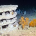 Scientists placed 23 3D-printed reefs up to 1,100 metres underwater to test whether damaged coral habitats can recover |