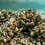 Scientists rebuilt oyster reefs in Florida; within 18 months, the wider marine animal community began returning |