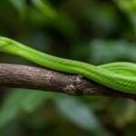 Scientists rediscover a ‘ghost’ green mamba hidden in a Polish museum for decades after its 1885 discovery |