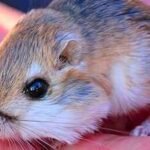 Scientists removed kangaroo rats from desert plots for 13 years, revealing how the rodents shape vegetation in the Chihuahuan Desert | World News