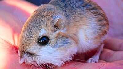 Scientists removed kangaroo rats from desert plots for 13 years, revealing how the rodents shape vegetation in the Chihuahuan Desert | World News