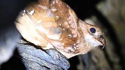 Scientists tracked 21 oilbirds in Venezuela, and five disappeared from their cave for up to 73 days to stay closer to food |