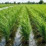 Scientists turned rice plants into tiny power sources; the system also cut methane emissions from paddy cultivation |