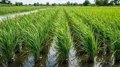 Scientists turned rice plants into tiny power sources; the system also cut methane emissions from paddy cultivation |