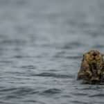 Sea Otters were successfully reintroduced in Canada after their extinction due to fur trade, protecting the kelp populations; but now they are threatening a ‘local delicacy’