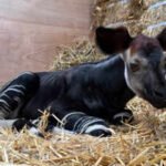 Singapore welcomes Southeast Asia’s first okapi calf: Why this rare ‘forest giraffe’ is so unusual
