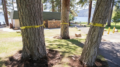 Someone has been secretly poisoning Lake Tahoe trees since 2022 as 28 are already targeted; now community offers 7,000 to catch culprit | World News