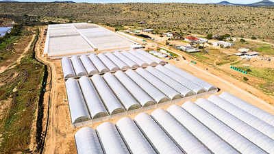 South Africa’s degraded Eastern Cape is getting 180 million spekboom plants; the restoration project is expected to create 11,000 jobs | World News
