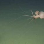 Scientists sent a robot two miles below California and found a bigfin squid; it was the first live Northeast Pacific sighting