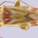 A lifelong Taylor Swift fan helped describe 12 new insect species; she named a new genus and four species after the singer and her albums