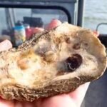 Texas recycled 650,000 pounds of discarded oyster shells to rebuild 4.5 acres of reef in St. Charles Bay | World News