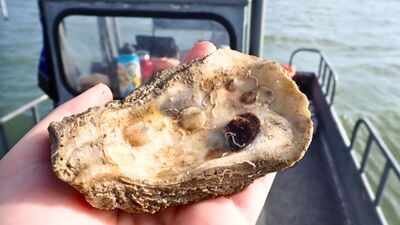 Texas recycled 650,000 pounds of discarded oyster shells to rebuild 4.5 acres of reef in St. Charles Bay | World News