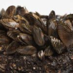 Michigan scientists covered invasive zebra mussels with weighted lakebed mats and pumped carbon dioxide underneath; after five days, mortality of caged mussels topped 80%