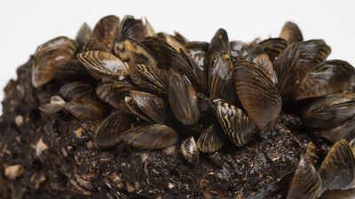 Michigan scientists covered invasive zebra mussels with weighted lakebed mats and pumped carbon dioxide underneath; after five days, mortality of caged mussels topped 80%