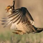 Colorado had more than 80,000 lesser prairie-chickens in 1975 but counted only 89 breeding males in 2024; a land trust has now spent nearly  million on a 2,100-acre ranch to help bring them back