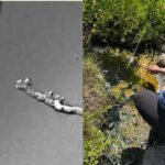 Scientists found a new amoeba in California’s Lassen Volcanic National Park that can reproduce at 145°F, stay active at 147°F and recover after five minutes at 158°F, setting a new heat record for complex life