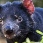 In 2012, Tasmania moved 15 devils to Maria Island to protect the species from facial-tumour disease; after 28 were released by 2013, a 3,000-pair penguin colony disappeared