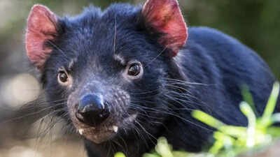 In 2012, Tasmania moved 15 devils to Maria Island to protect the species from facial-tumour disease; after 28 were released by 2013, a 3,000-pair penguin colony disappeared