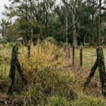 Louisiana neighbours fought over a 70-foot strip of land; after signs, bright lights and even a dead cow appeared near the boundary, an appeals court upheld ,000 in damages and an injunction