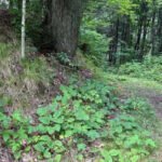 A Wisconsin family will keep owning and logging nearly 1,800 forest acres while a .6 million deal permanently blocks development and opens almost 1,500 acres to hikers, hunters and anglers