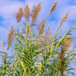 In the 1820s, giant reed reached California for erosion control; two centuries later it crowds out native plants and has doubled or tripled wildfire fuel in parts of Southern California