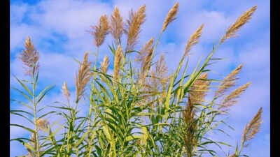 In the 1820s, giant reed reached California for erosion control; two centuries later it crowds out native plants and has doubled or tripled wildfire fuel in parts of Southern California