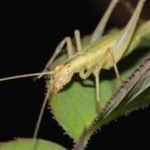 Scientists used fossil wings, lasers and AI to recreate the calls of insects from 165 million years ago; some Jurassic species were already communicating above human hearing