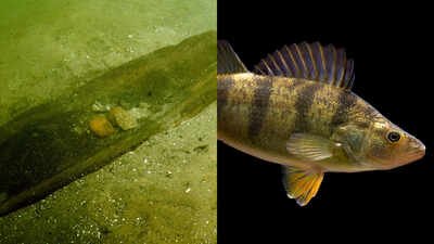 Aquatic Ecosystem Health: Scientists removed more than 70% of underwater logs from one half of a Wisconsin lake; within 2 years its once-dominant yellow perch population had nearly disappeared
