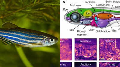 Scientists built a system that watches activity across nearly every cell of a living vertebrate at once; transparent zebrafish revealed body-wide signals moving between organs