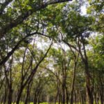 Trees have their own version of muscles: Scientists discover how they sense a tilt and straighten themselves, a lesson in how nature finds its balance